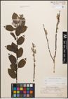 Foto von Salix caprea L. x Salix repens L.